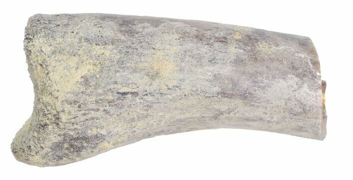 Partial Theropod Toe Bone - Aguja Formation, Texas #43003